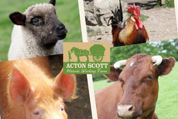 Acton Scott Working Farm Shropshire